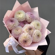 Розовые георгины